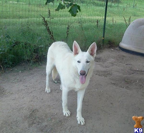 German Shepherd dog